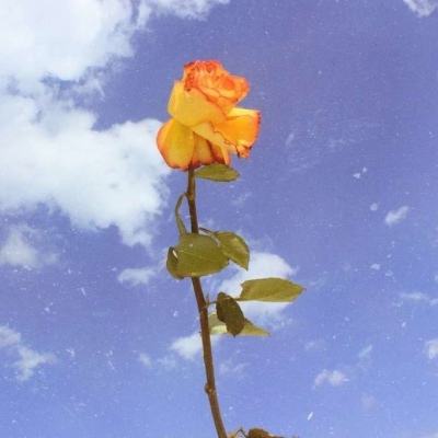 仓鼠收藏中文版游戏下载
